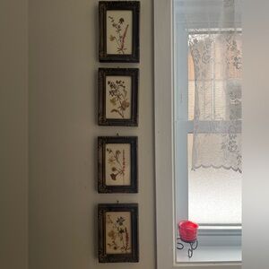 4 framed pressed flowers from Germany - sold as a set